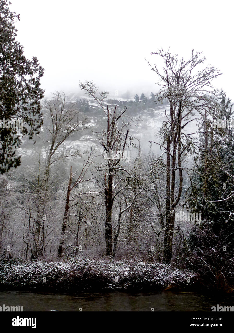 Winter In Vancouver Island Series 2 Winter Tree In The Park 2
