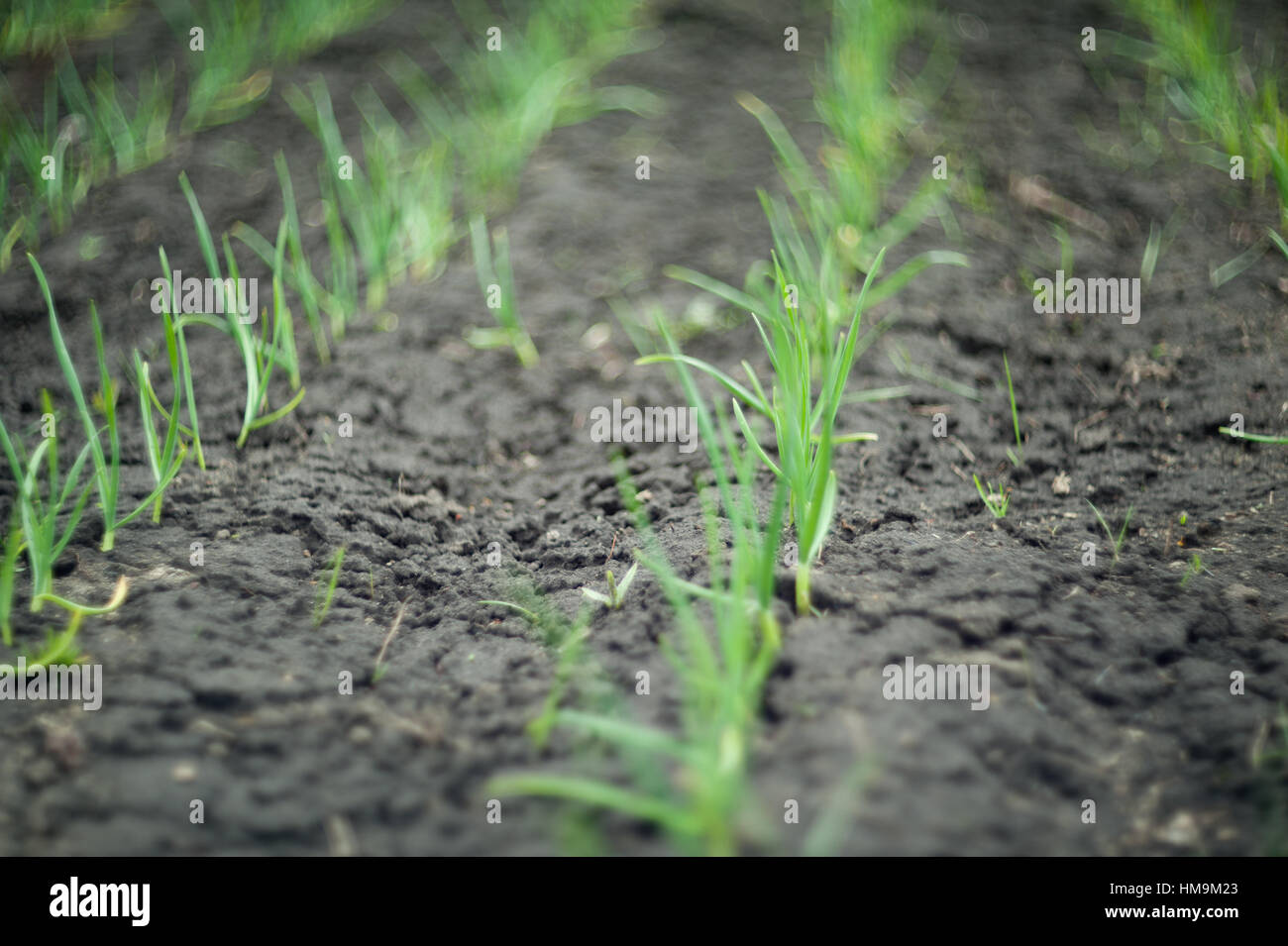 plant of onion Stock Photo - Alamy