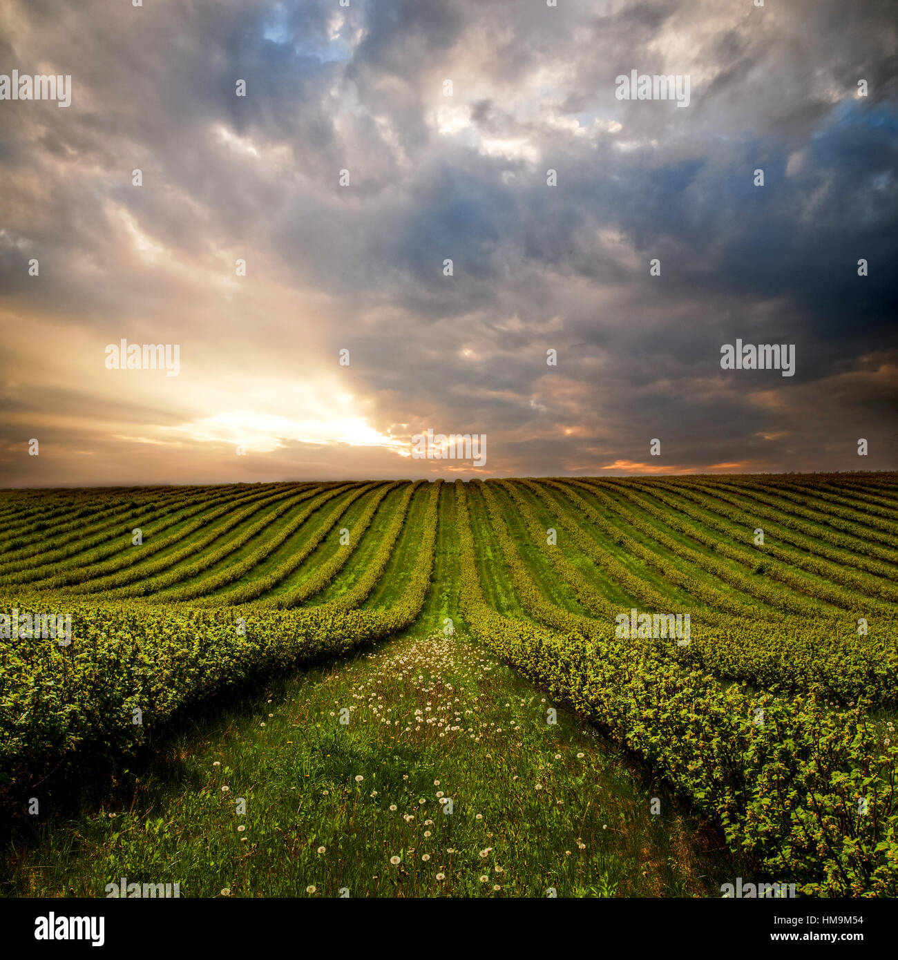 green field with bushes Stock Photo Alamy