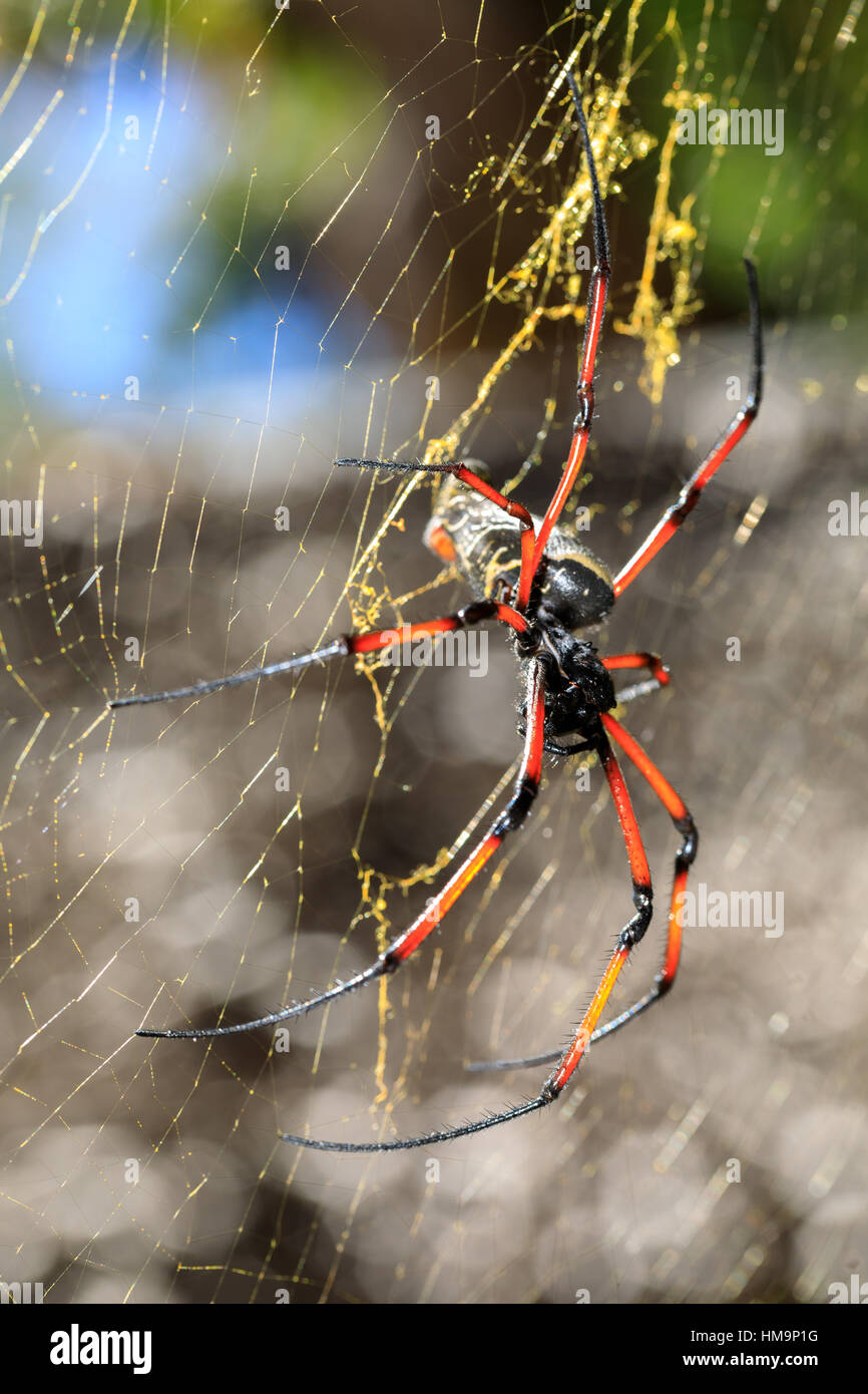 Golden silk orbweaver, Giant spider on web. Nosy Mangabe island