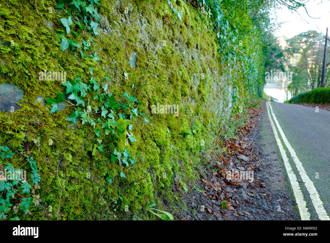 Moss, lichen and ivy growing on a wall in a lane, UK Stock Photo