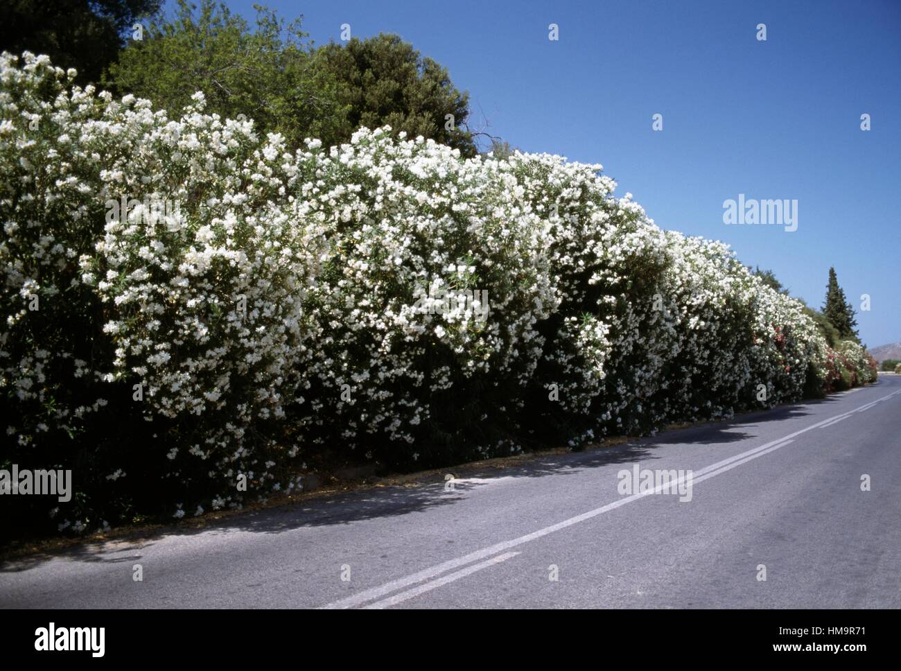 Oleanders (Nerium oleander), Apocynaceae, Crete, Greece. Stock Photo