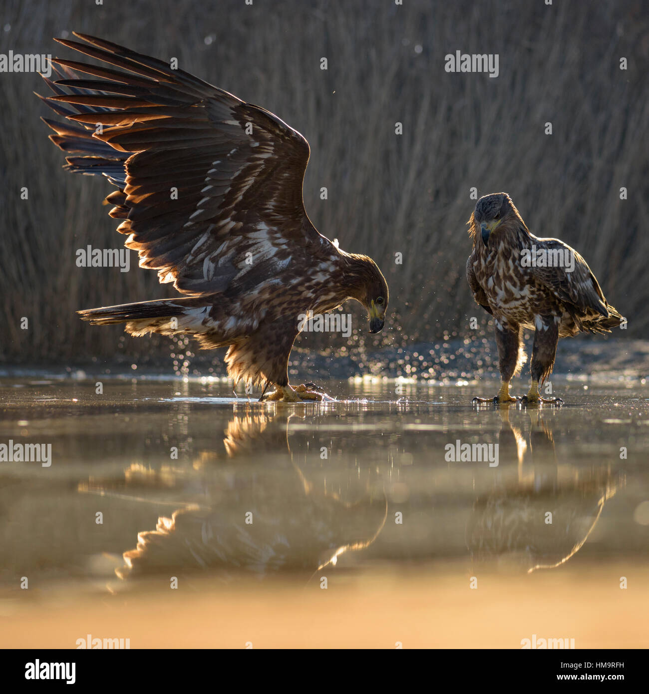 Eagle (Haliaeetus albicilla), young eagles fighting over carcass of a fish in shallow water, fishpond, Kiskunság National Park Stock Photo