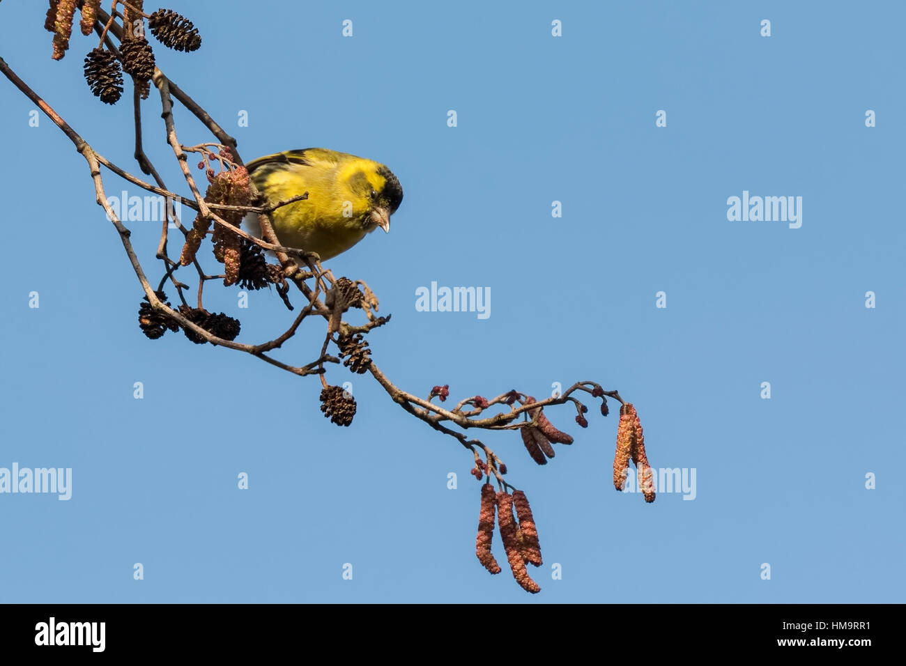 Eurasian siskin , Spinus spinus, perched on a branch of a tree in a forest. The sky on the background is clear blue. Stock Photo