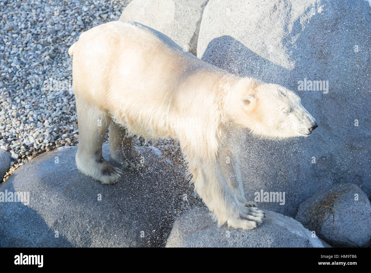 Icebear hi-res stock photography and images - Alamy