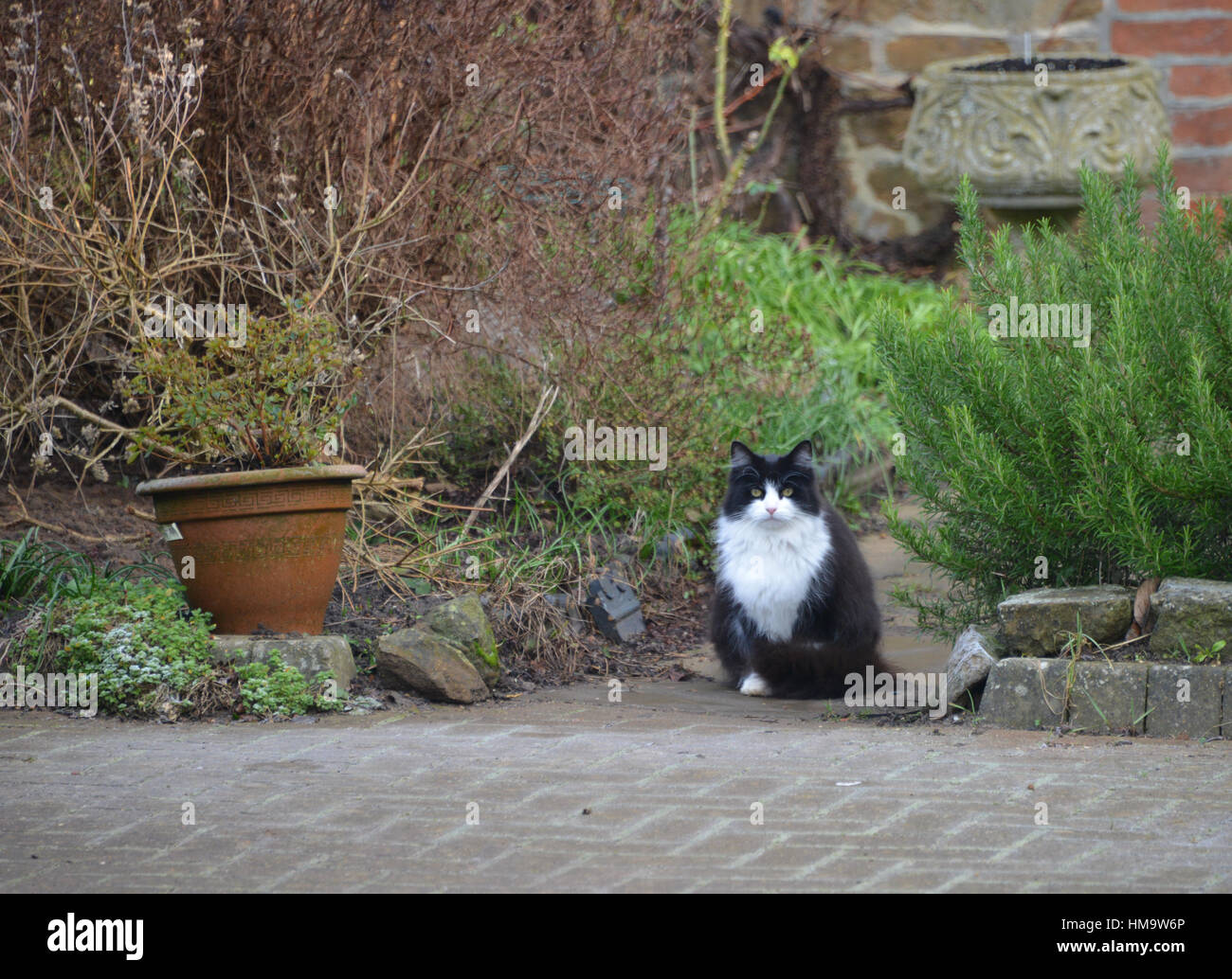 Cat In Garden Of Rose Cottage Park Road Hook Norton Oxfordshire