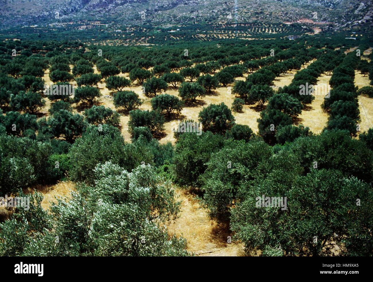 Olive grove, Zakros or Kato Zakro, Crete, Greece. Stock Photo