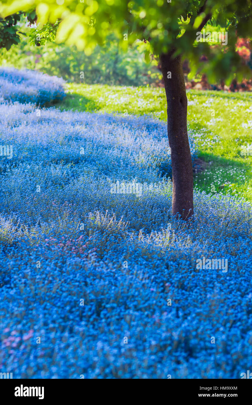 Field full of beautiful small blue flowers Stock Photo - Alamy