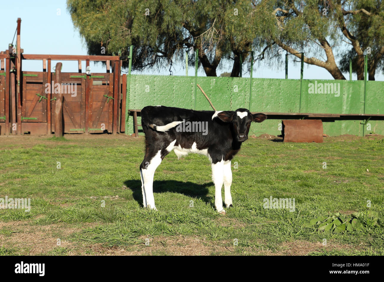 Small calf leather black and white in a farmhouse Stock Photo - Alamy