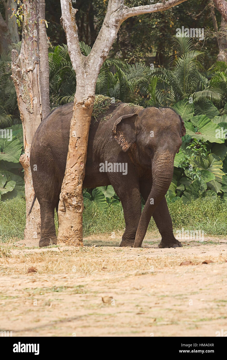 photograph of an Asian elephant rubbing up against a tree Stock Photo