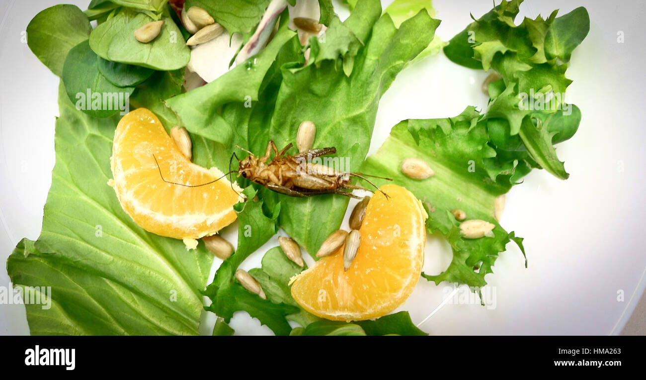 Studnts of Moleculare Cuisine Group prepare various meals using worms