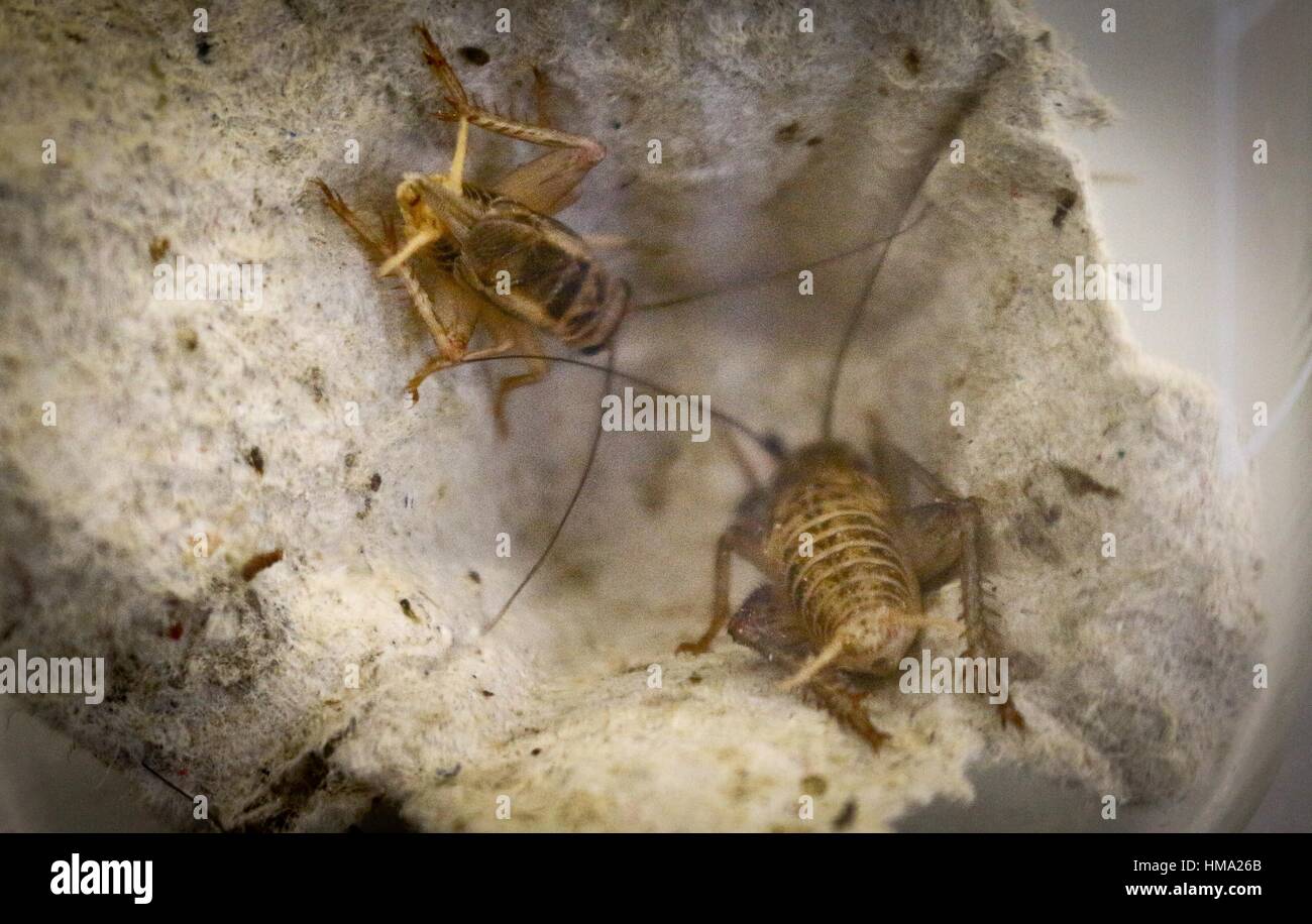 Studnts of Moleculare Cuisine Group prepare various meals using worms