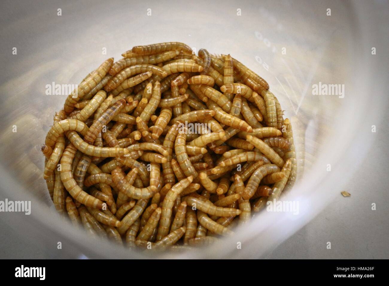 Studnts of Moleculare Cuisine Group prepare various meals using worms