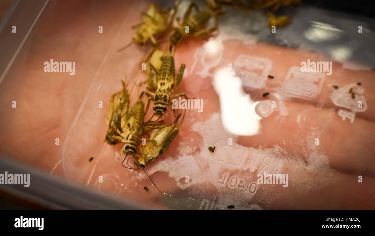 Studnts of Moleculare Cuisine Group prepare various meals using worms