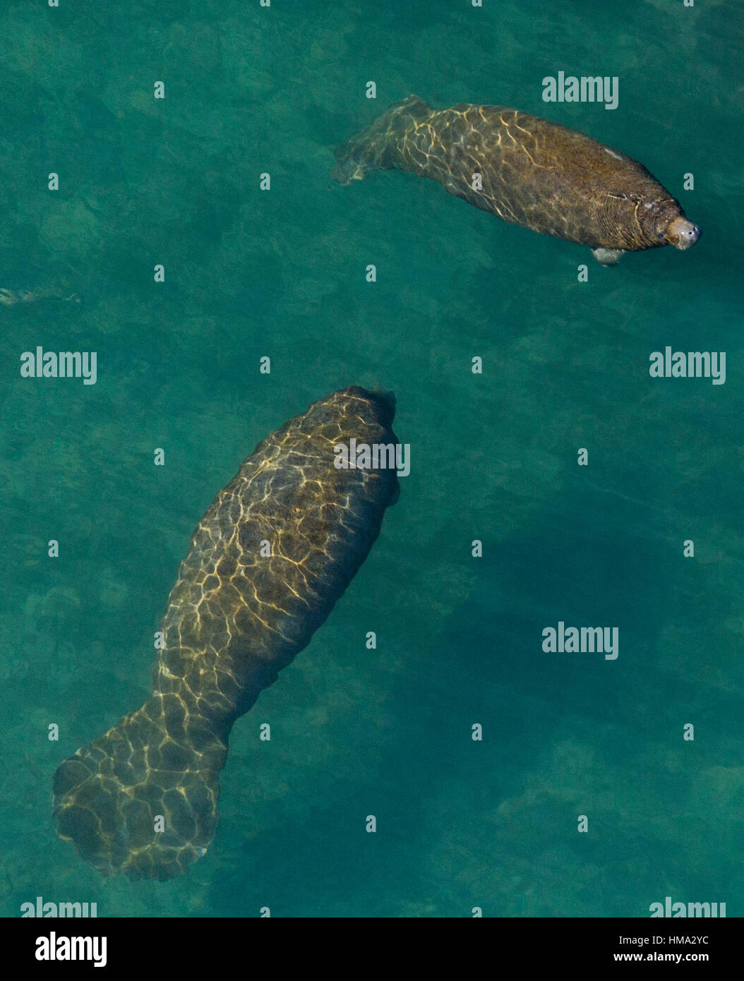 West Palm Beach, Florida, USA. 31st Jan, 2017. Manatees swim in the