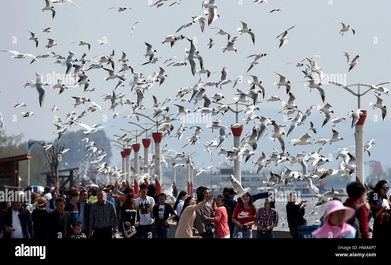 Kunming, China's Yunnan Province. 15th Mar, 2016. People watch black-headed gulls on a dam in Kunming, capital of southwest China's Yunnan Province, March 15, 2016. Tens of thousands of black-headed gulls fly to Kunming from northern China every winter in the past 32 years. Credit: Lin Yiguang/Xinhua/Alamy Live News Stock Photo