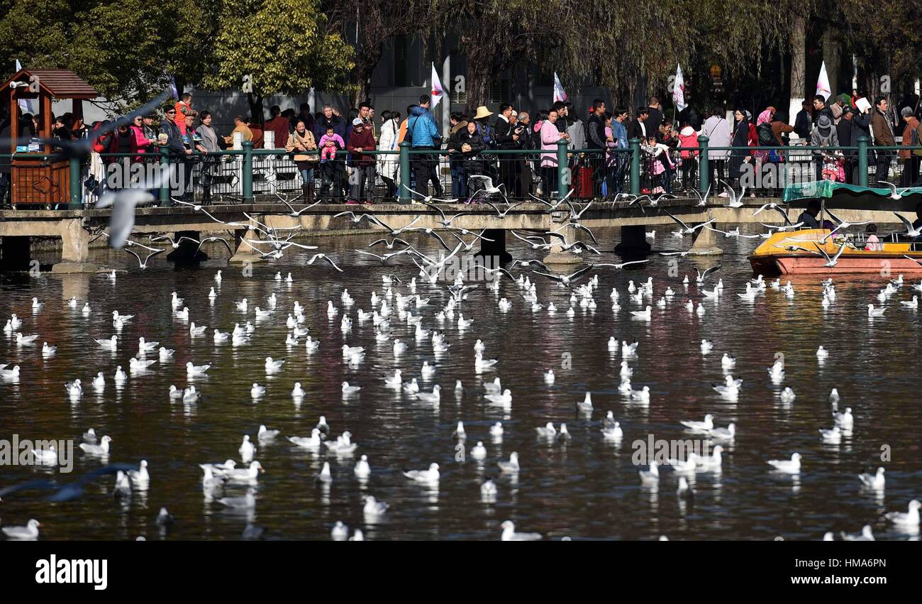 Kunming, China's Yunnan Province. 1st Jan, 2017. People watch black-headed gulls at Cuihu Park in Kunming, capital of southwest China's Yunnan Province, Jan. 1, 2017. Tens of thousands of black-headed gulls fly to Kunming from northern China every winter in the past 32 years. Credit: Lin Yiguang/Xinhua/Alamy Live News Stock Photo