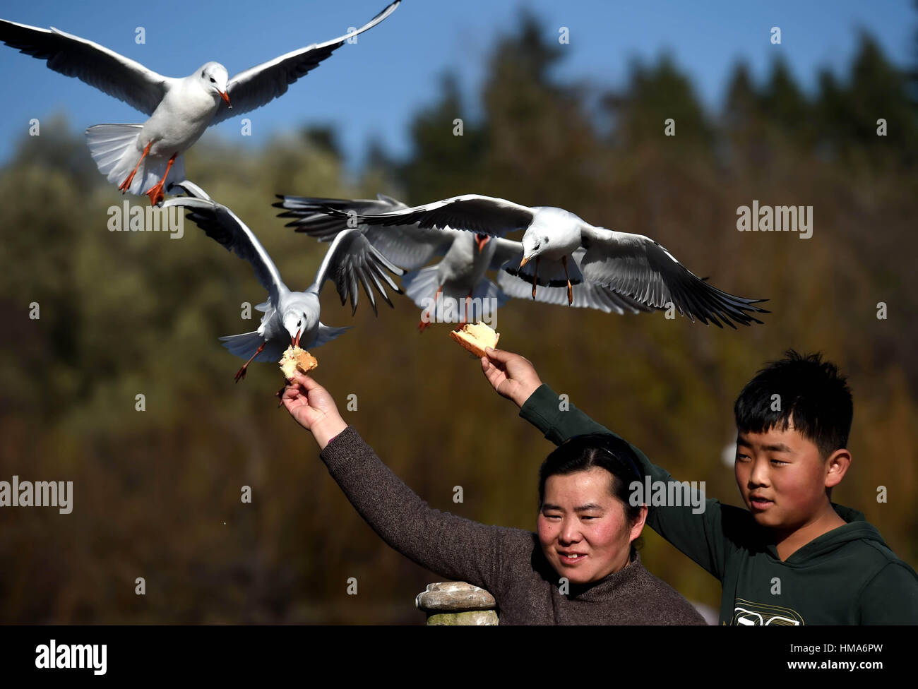Kunming, China's Yunnan Province. 21st Jan, 2017. Visitors feed black-headed gulls at Daguan Park in Kunming, capital of southwest China's Yunnan Province, Jan. 21, 2017. Tens of thousands of black-headed gulls fly to Kunming from northern China every winter in the past 32 years. Credit: Lin Yiguang/Xinhua/Alamy Live News Stock Photo