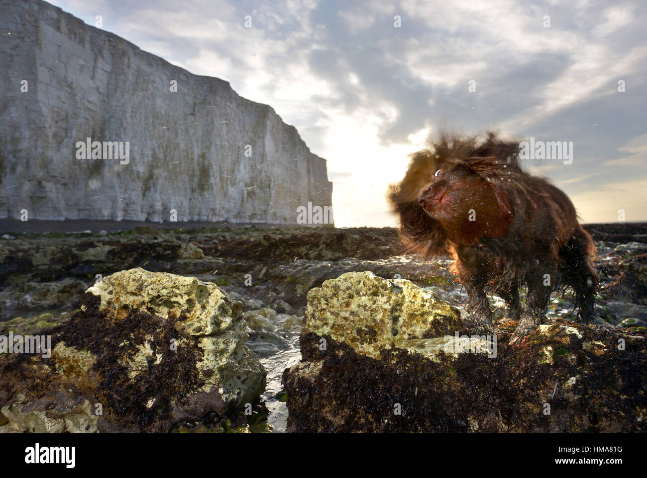 Birling Gap, East Sussex. 2nd February 2017. Wet cocker spaniel, Fudge, at sunrise below the cliffs at Birling Gap, the iconic coastline of Sussex. Credit: Peter Cripps/Alamy Live News Stock Photo