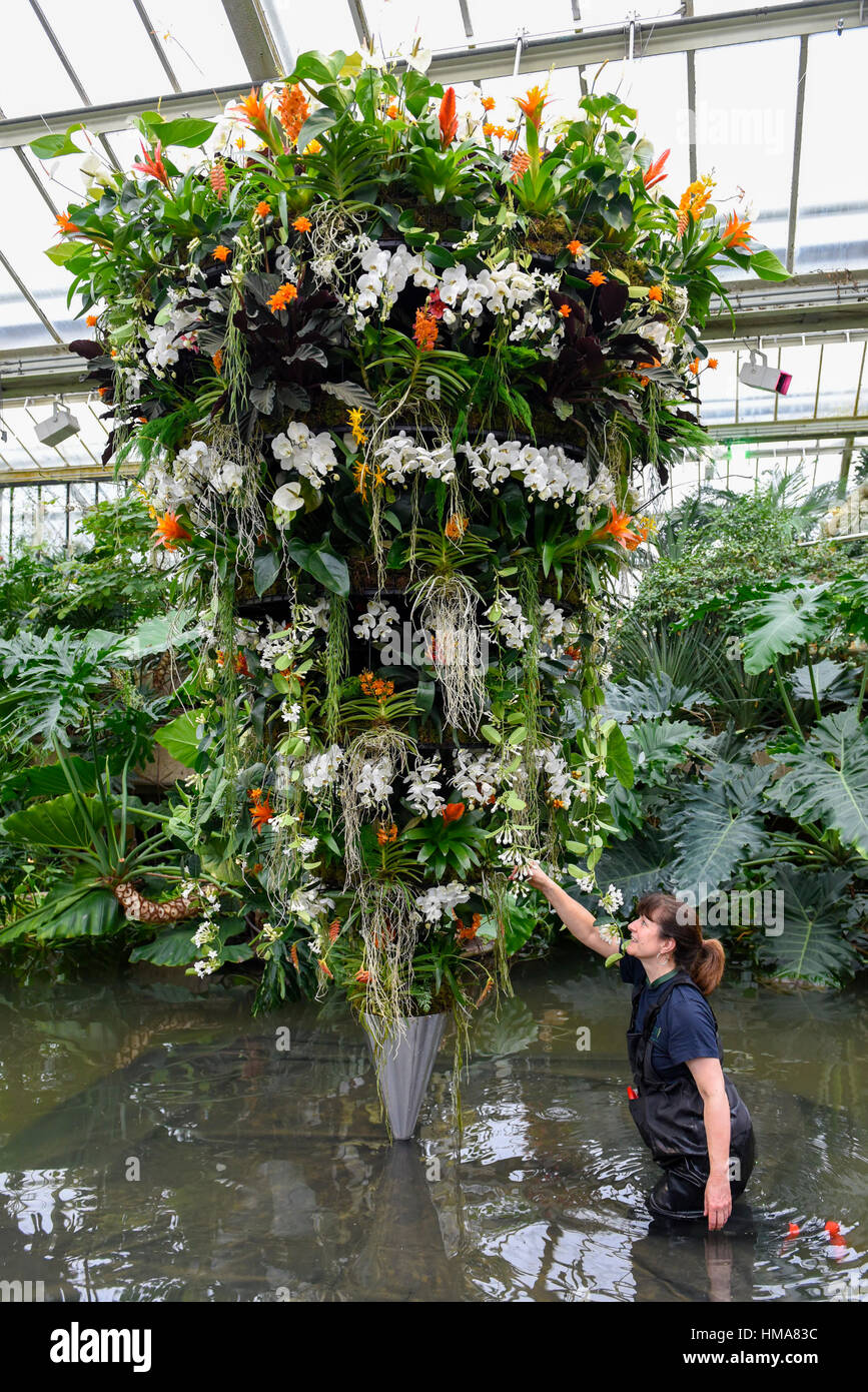 London, UK. 2nd Feb, 2017. A Kew staff member puts the finishing touches to a giant 3m x 2m floral display depicting a Samsara cone in Kew Garden's annual Orchid Festival, which this year celebrates India's vibrant and colourful culture. The festival runs from 4 February to 5 March 2017. Credit: Stephen Chung/Alamy Live News Stock Photo