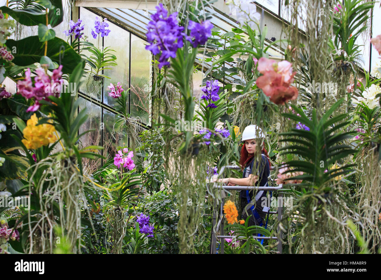 London, UK. 2nd Feb, 2017. Princess of Wales Conservatory Manager and Festival creator Elisa Biondi working with vanda orchids. Press preview of the Kew Gardens 2017 Orchids Festival which opens to the public on Saturday, 4 February in the Princess of Wales Conservatory. The 22nd annual Kew Orchid Festival is a colourful celebration of India's vibrant plants and culture. It took Kew staff and volunteers 1,600 hours to create. 3,600 orchids are on display until 5 March 2017. Credit: Vibrant Pictures/Alamy Live News Stock Photo