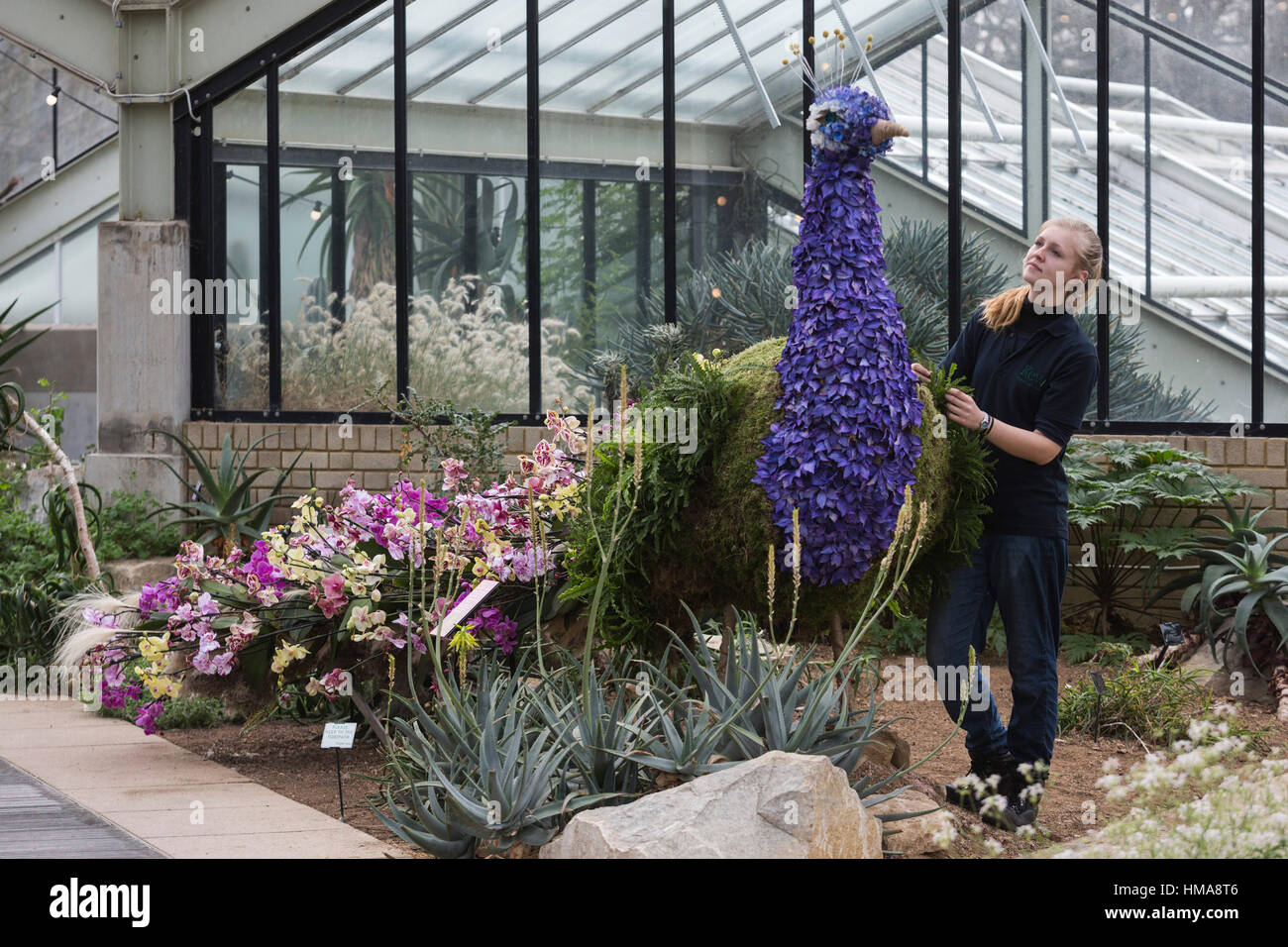 London, UK. 2nd Feb, 2017. Kew Diploma Student Ailsa Kemp working on an orchid display. Press preview of the Kew Gardens 2017 Orchids Festival which opens to the public on Saturday, 4 February in the Princess of Wales Conservatory. The 22nd annual Kew Orchid Festival is a colourful celebration of India's vibrant plants and culture. It took Kew staff and volunteers 1,600 hours to create. 3,600 orchids are on display until 5 March 2017. Credit: Vibrant Pictures/Alamy Live News Stock Photo