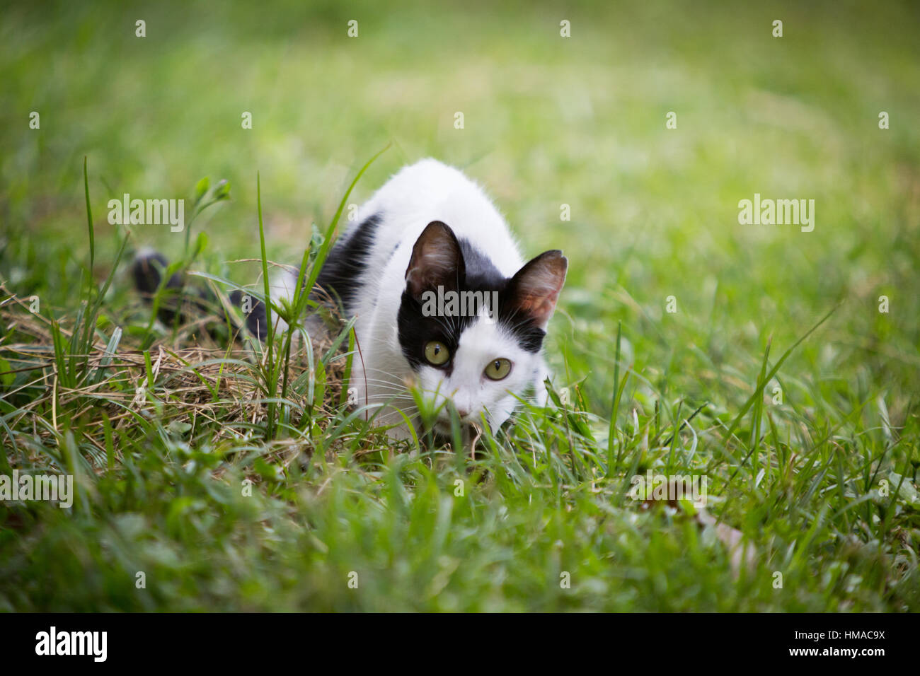 A street cat hunts and eats an earthworm from wet soil in the backyard during humid day, Asuncion, Paraguay Stock Photo