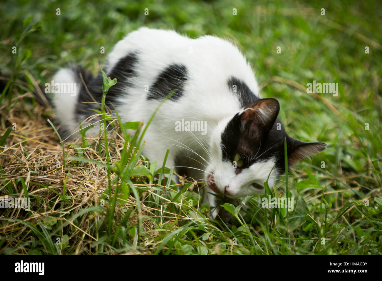 A street cat hunts and eats an earthworm from wet soil in the backyard during humid day, Asuncion, Paraguay Stock Photo