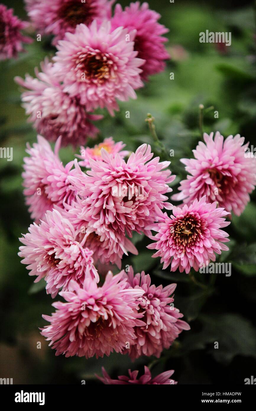 chrysanthemum, , Daisy Flowers, asia Stock Photo Alamy