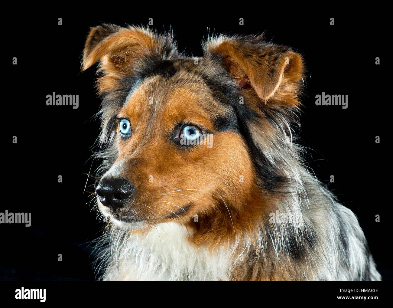 Stunning gorgeous blue eyed tricolor merle aussie australian shepherd dog headshot close up studio portrait black background Stock Photo