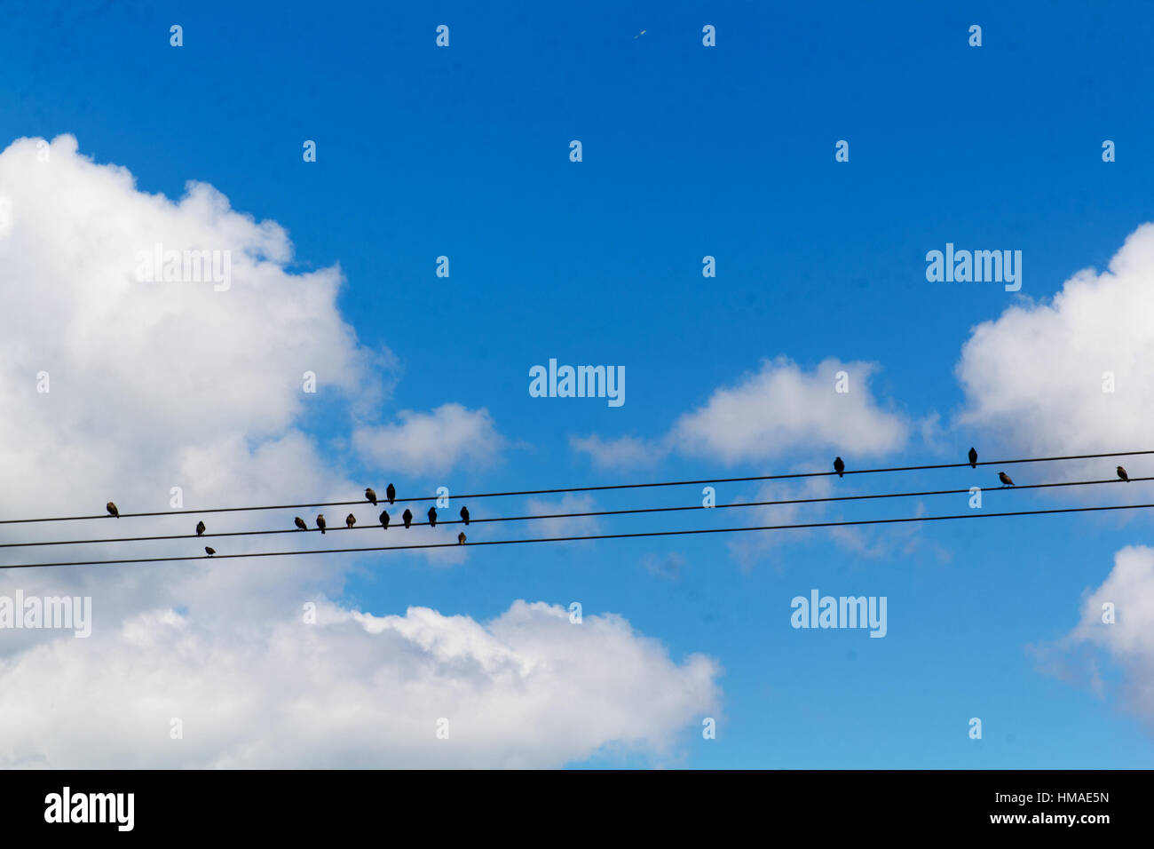 Birds sitting on wires against a blue sky with clouds Stock Photo - Alamy