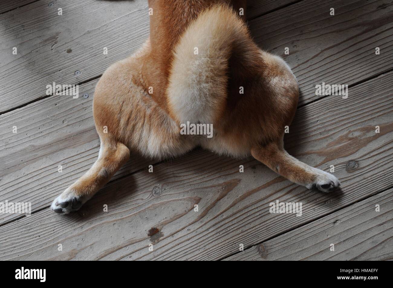 Naha (Okinawa, Japan) detail of a dog Stock Photo Alamy