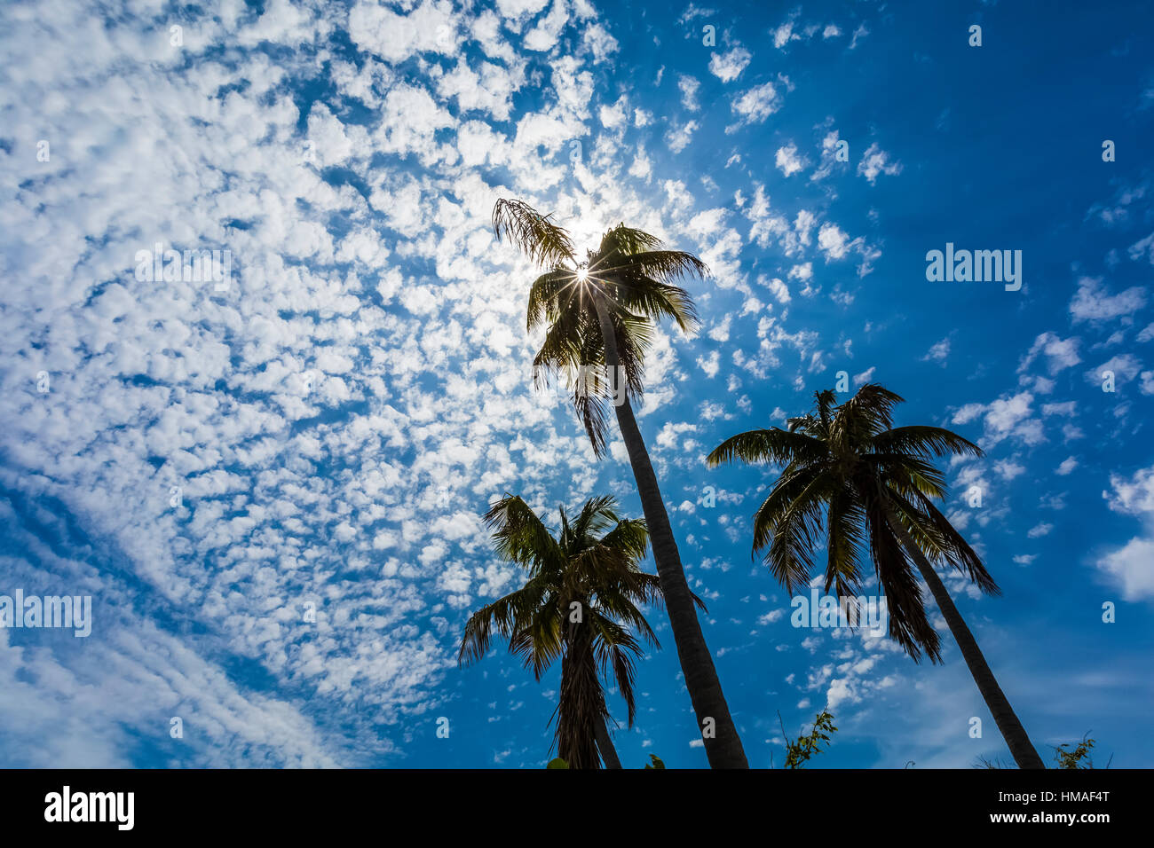 Palm trees and beautiful clouds in Bahia Honda State Park, Florida Keys, USA Stock Photo