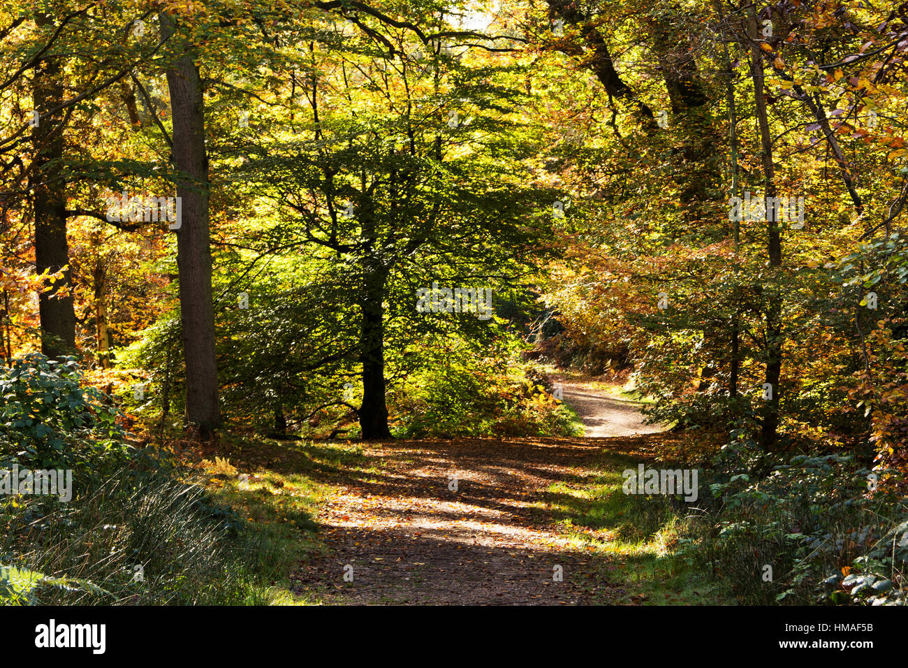 Woodland scene with autumn leaves in yellow and brown Stock Photo - Alamy