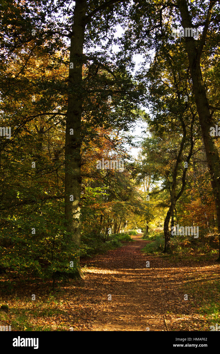 Woodland scene with autumn leaves in yellow and brown Stock Photo - Alamy