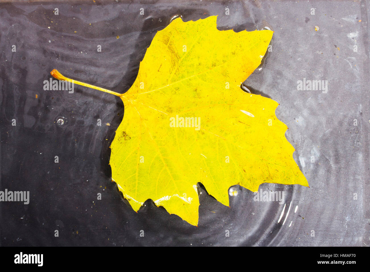 Bright colourful autumn leaf floating in water with ripples Stock Photo ...