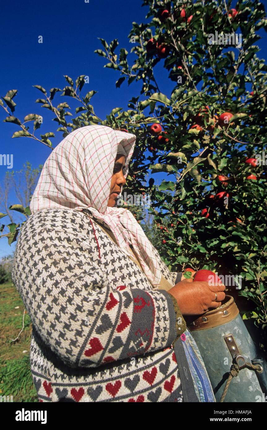 harvesting of Pink Lady® red apples Stock Photo Alamy