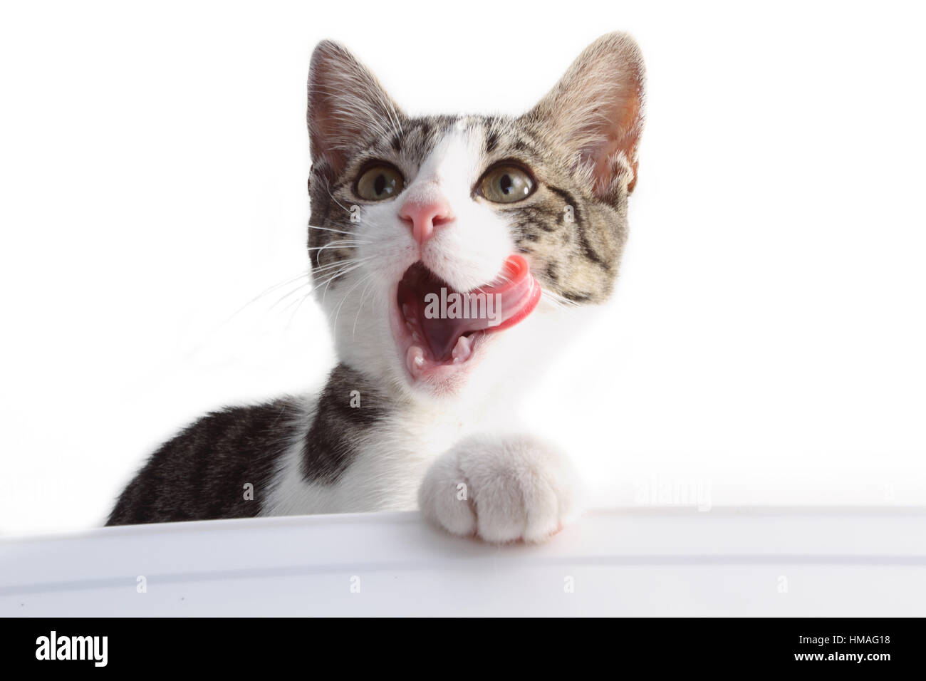 cat licking face Stock Photo Alamy