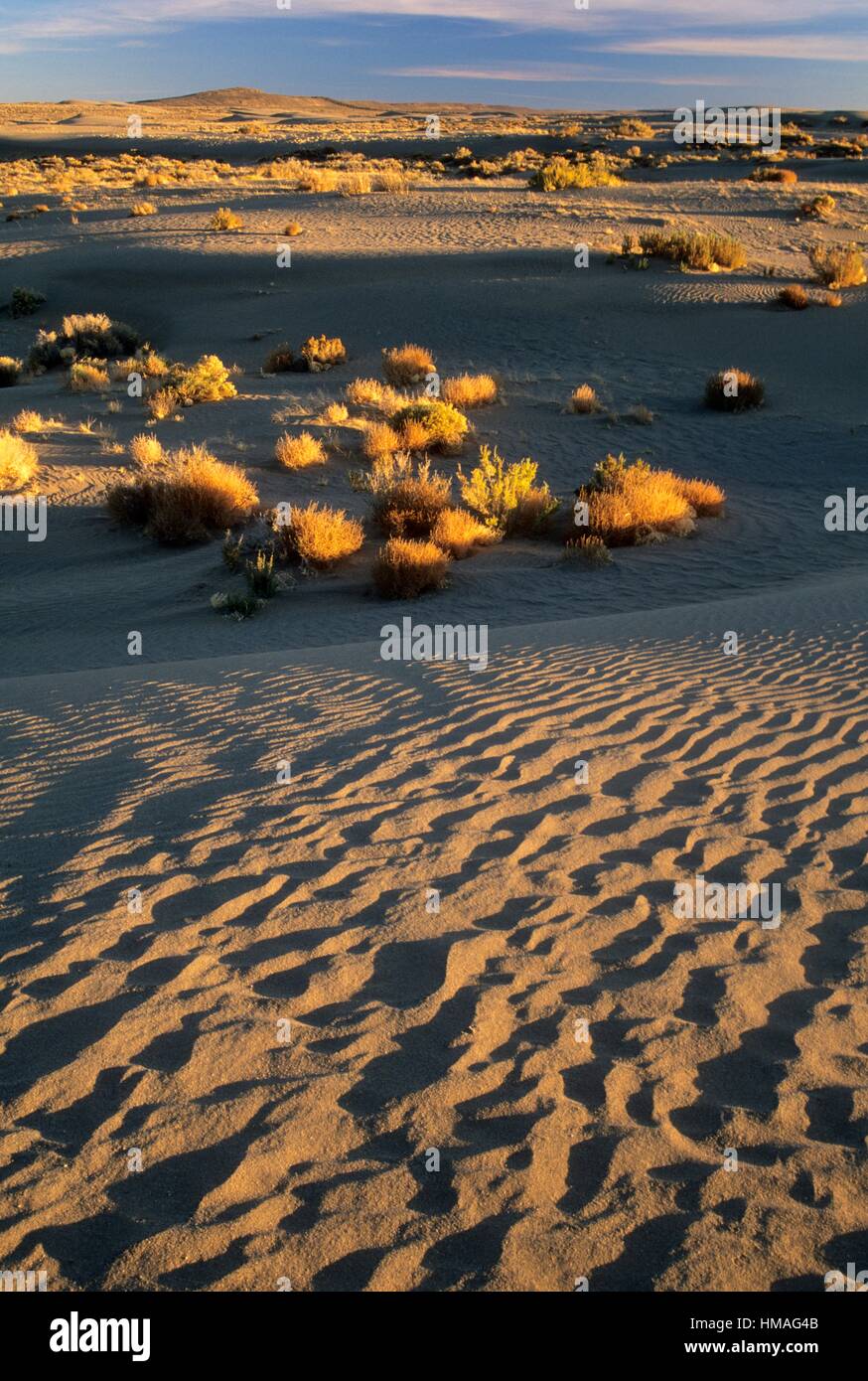 Dune edge, Christmas Valley Sand Dunes Wilderness Study Area, Christmas