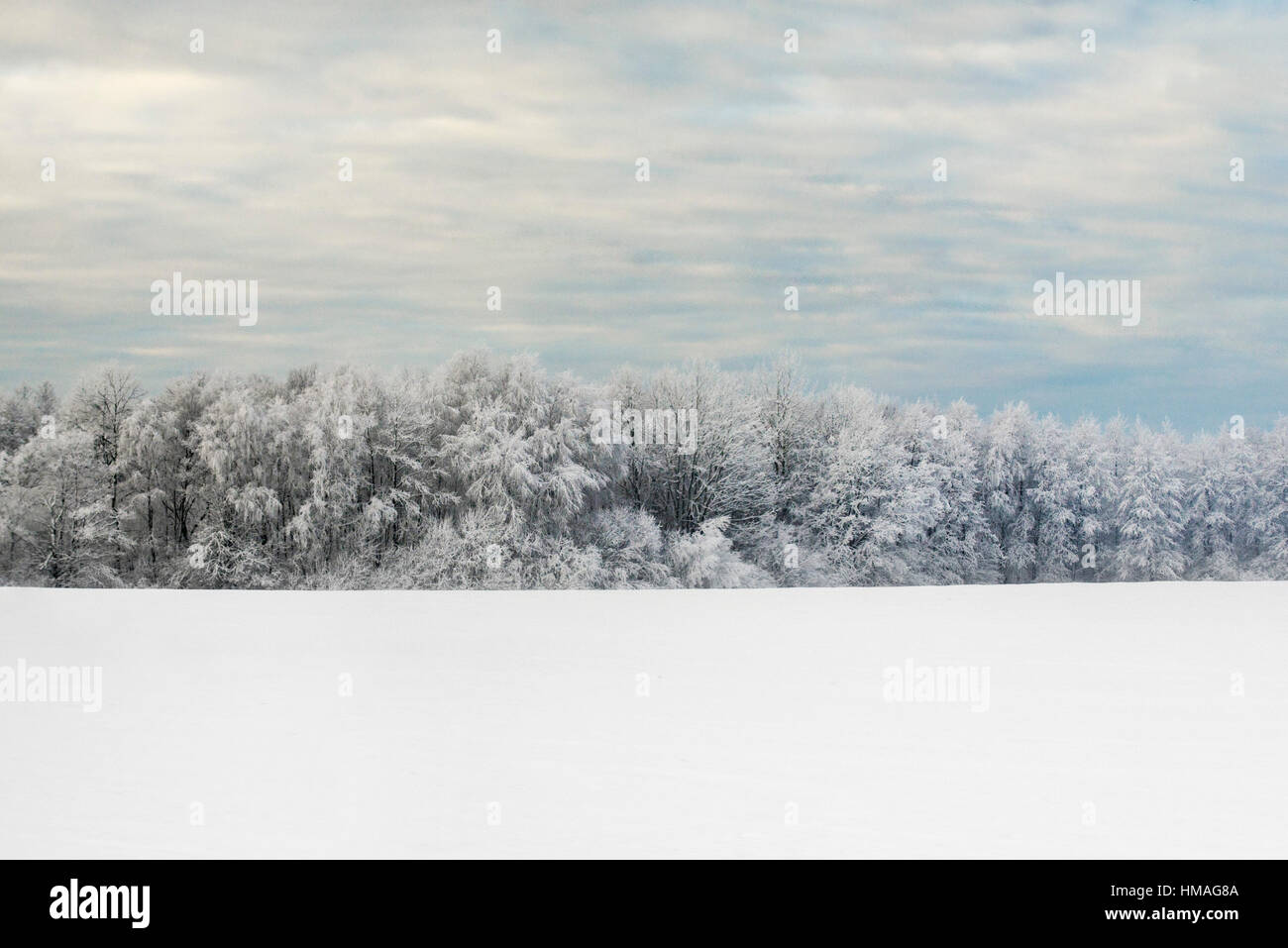 Forest In Winter Stock Photo - Alamy