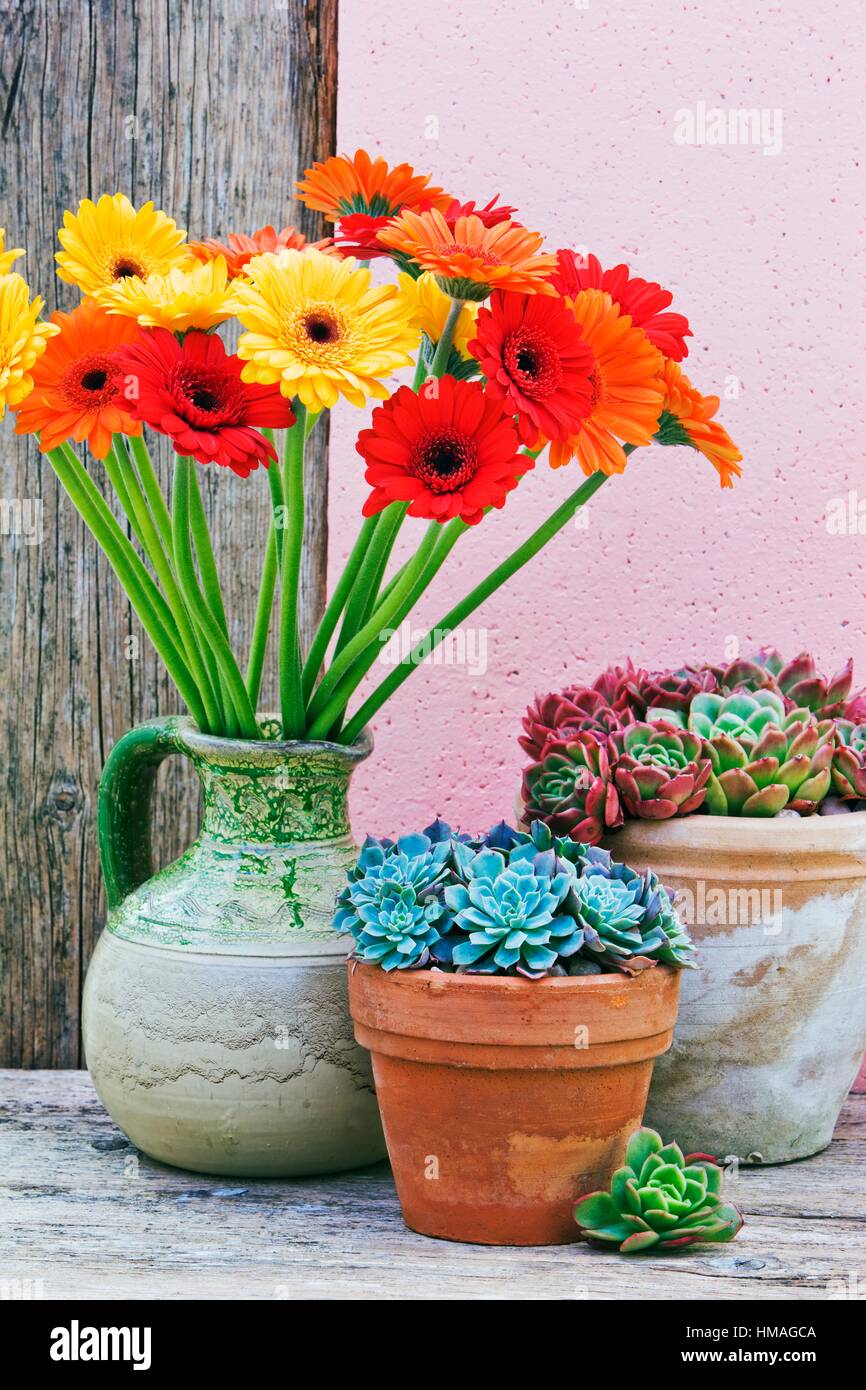 Colourful Daisy flowers with Echiverea plants in terracotta plant pots