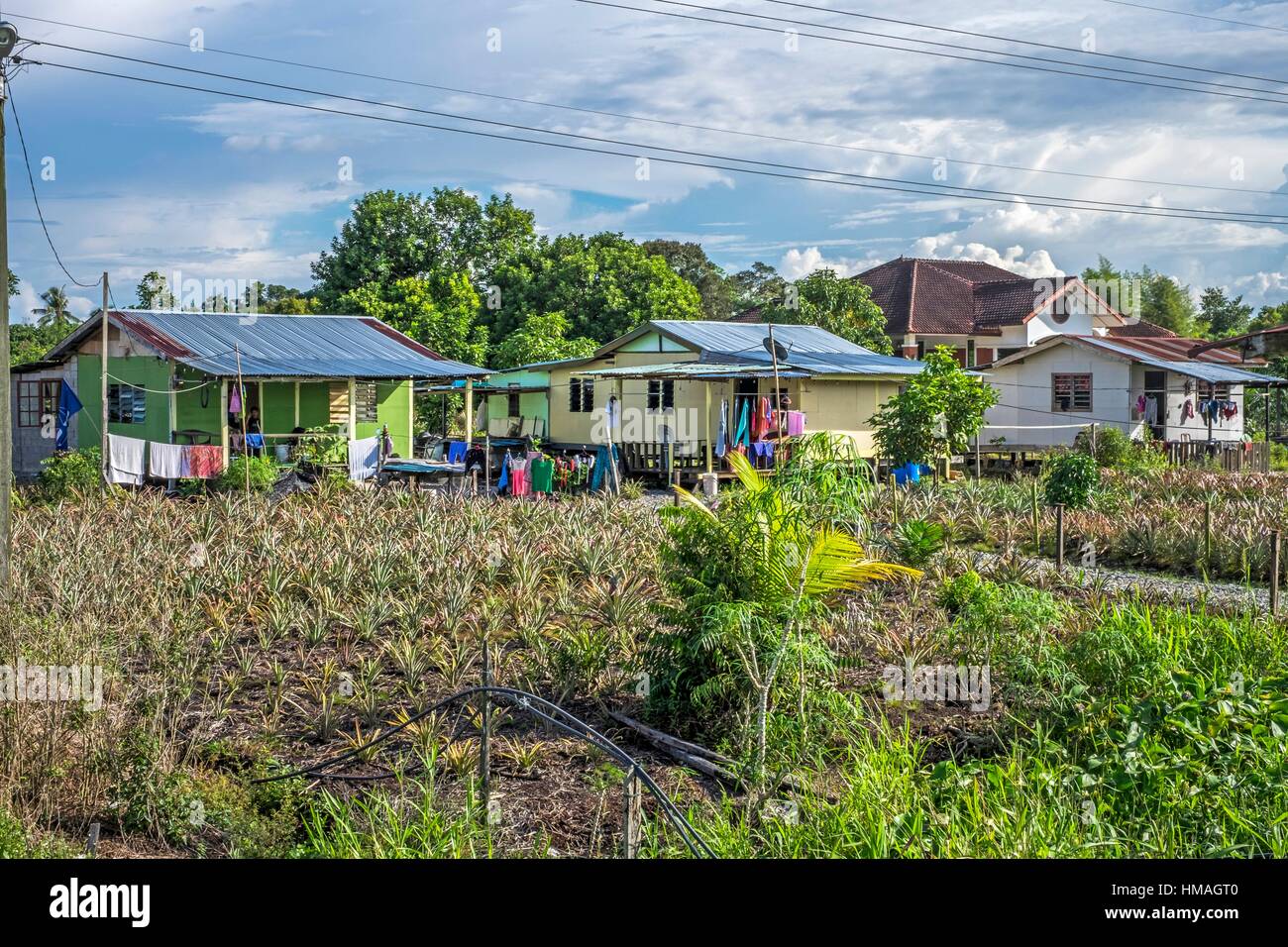 Pineapple plantation at Kampong Asas Jaya, Sarawak, Malaysia Stock ...