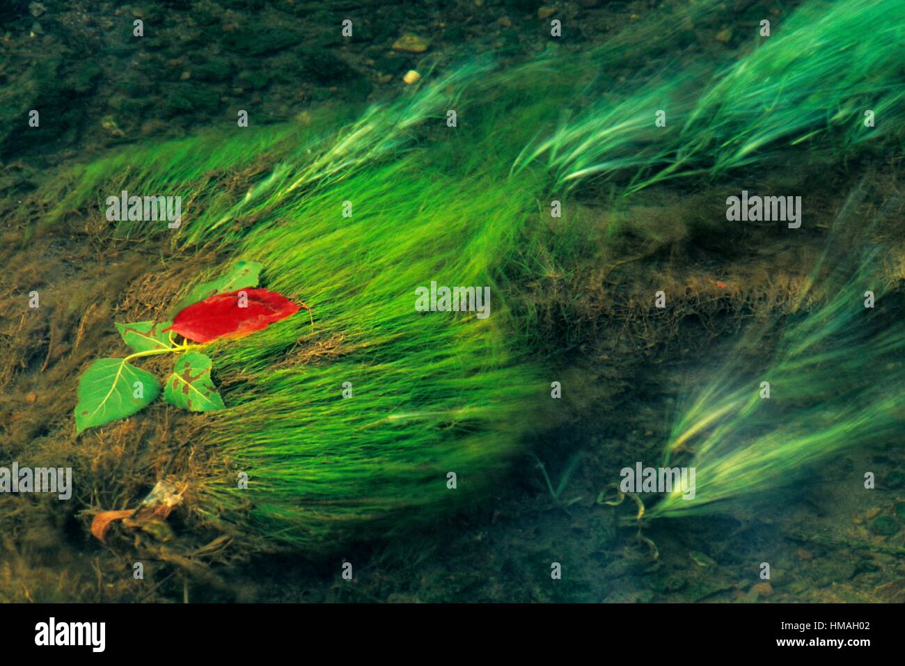 Autumn leaf of Virginia creeper (Parthenocissus quinquefolia