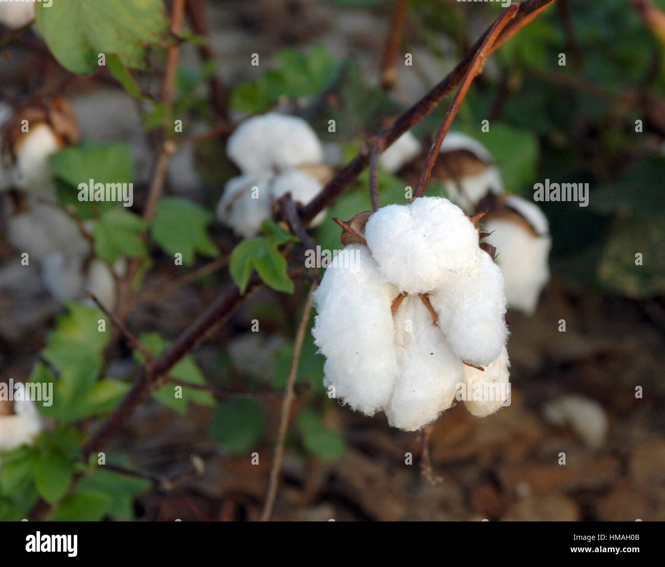 Field cotton tennessee hires stock photography and images Alamy