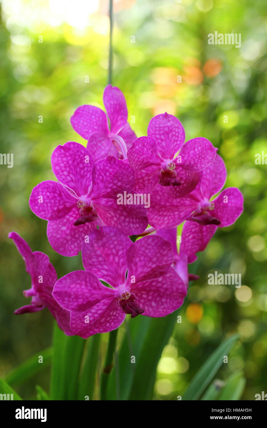 Flowers from Thailand Stock Photo - Alamy