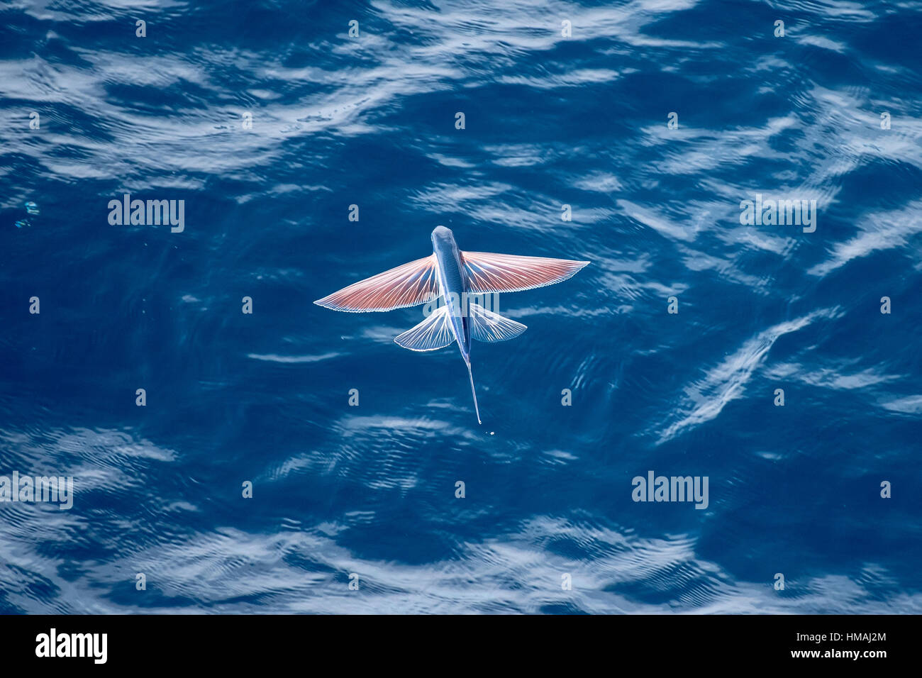 Flying fish hi-res stock photography and images - Alamy