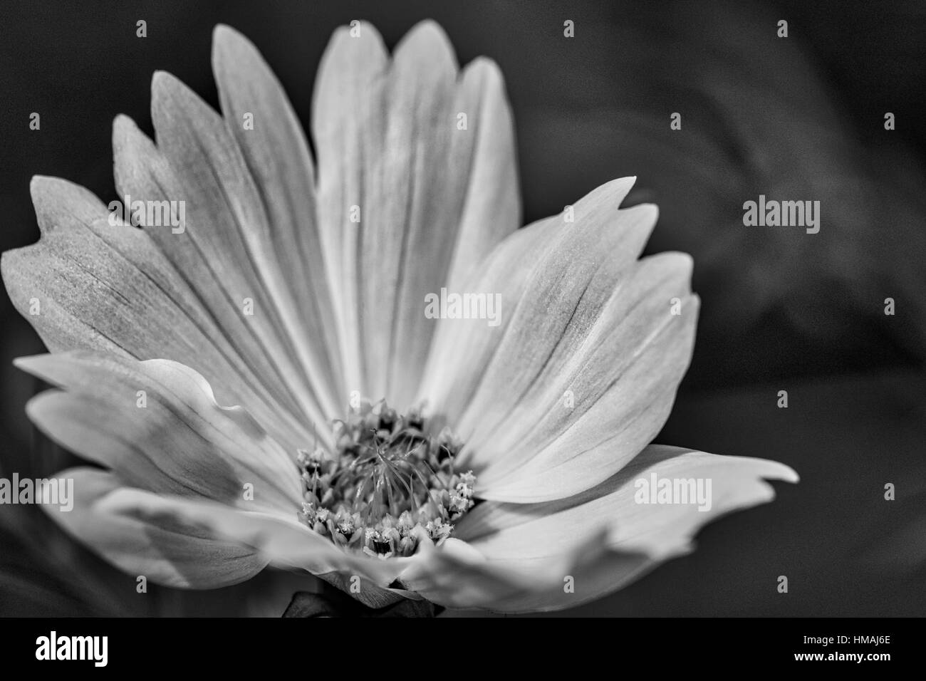 Cosmos bipinnatus Stock Photo