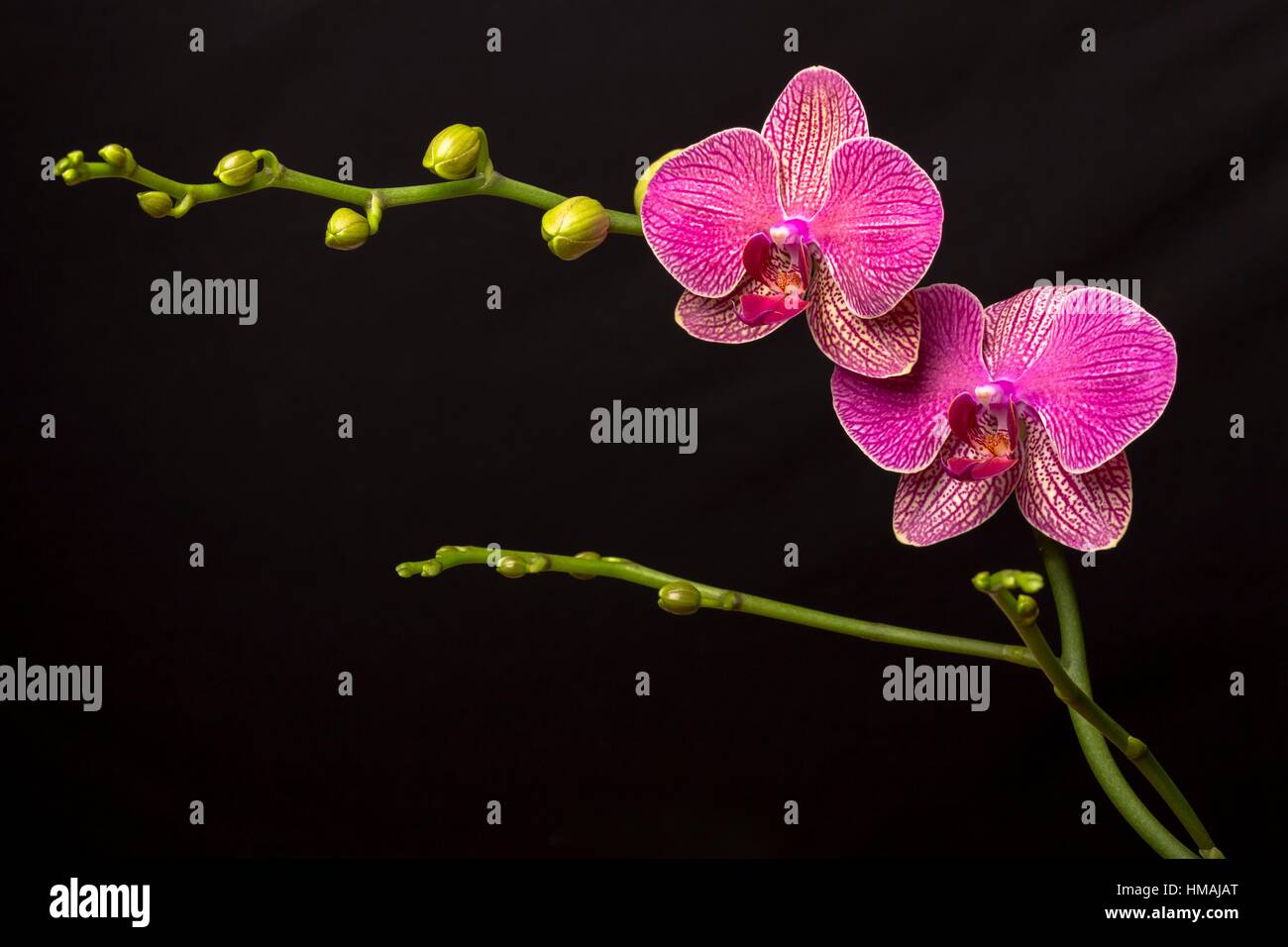 Two magenta orchids with black background Stock Photo - Alamy
