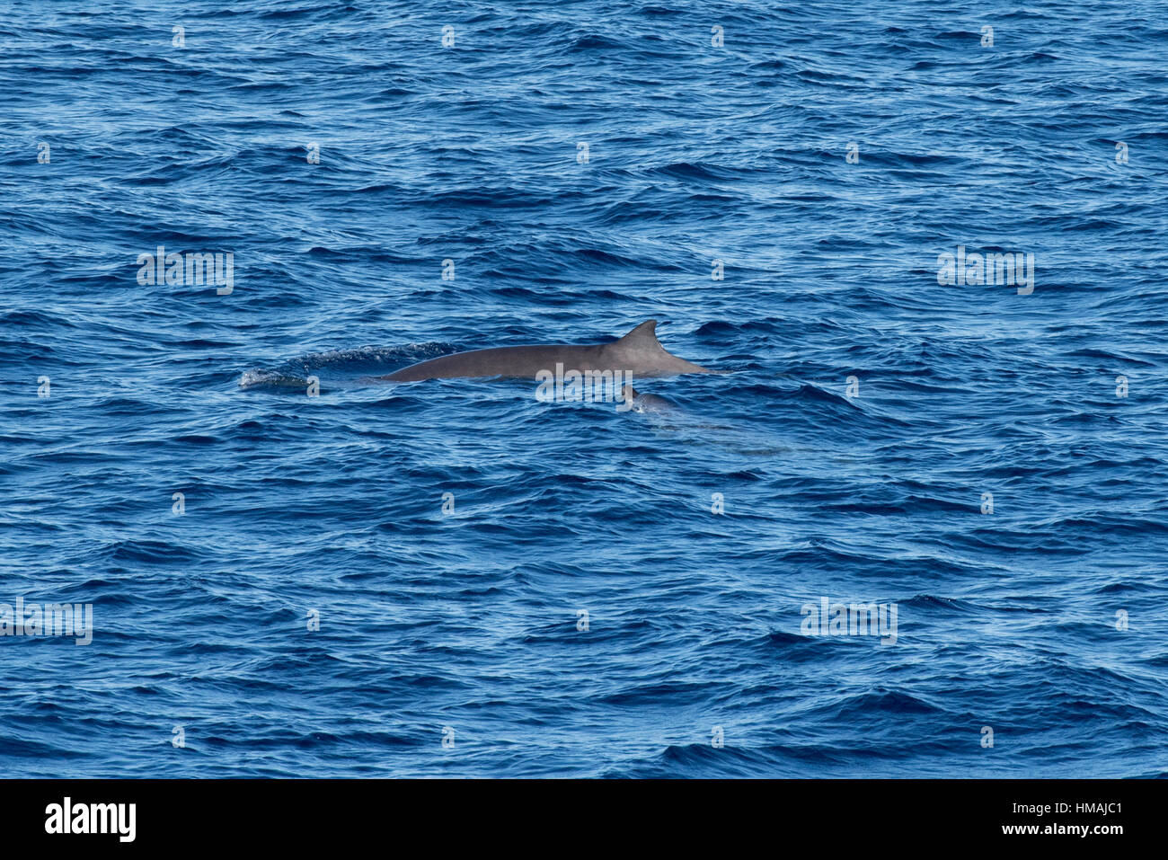 Adult female and juvenile Gervais' beaked whales, Mesoplodon europaeus, surfacing, off Morocco, Atlantic Ocean Stock Photo