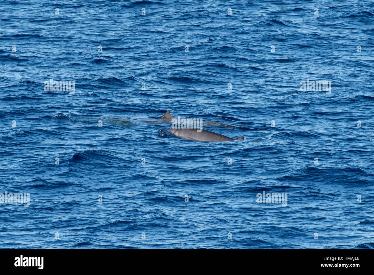 Adult female and juvenile Gervais' beaked whales, Mesoplodon europaeus, surfacing, off Morocco, Atlantic Ocean Stock Photo